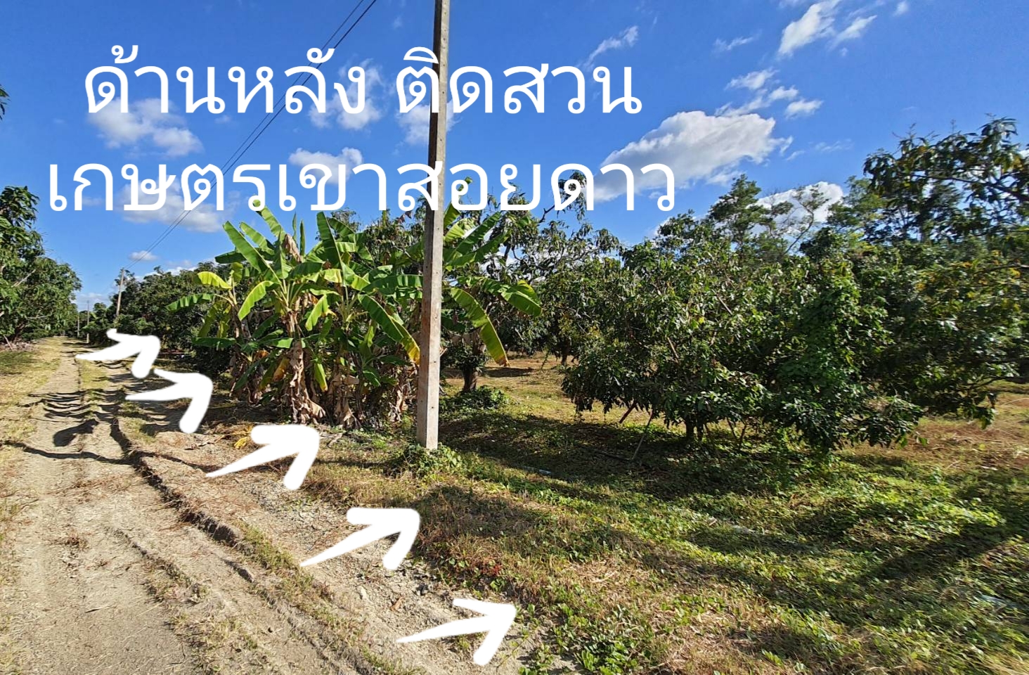 ขายที่ดินโฉนด พร้อมสวนลำใย อำเภอ สอยดาว จันทบุรี ขนาด 1 ไร่ 24 ตร.วา