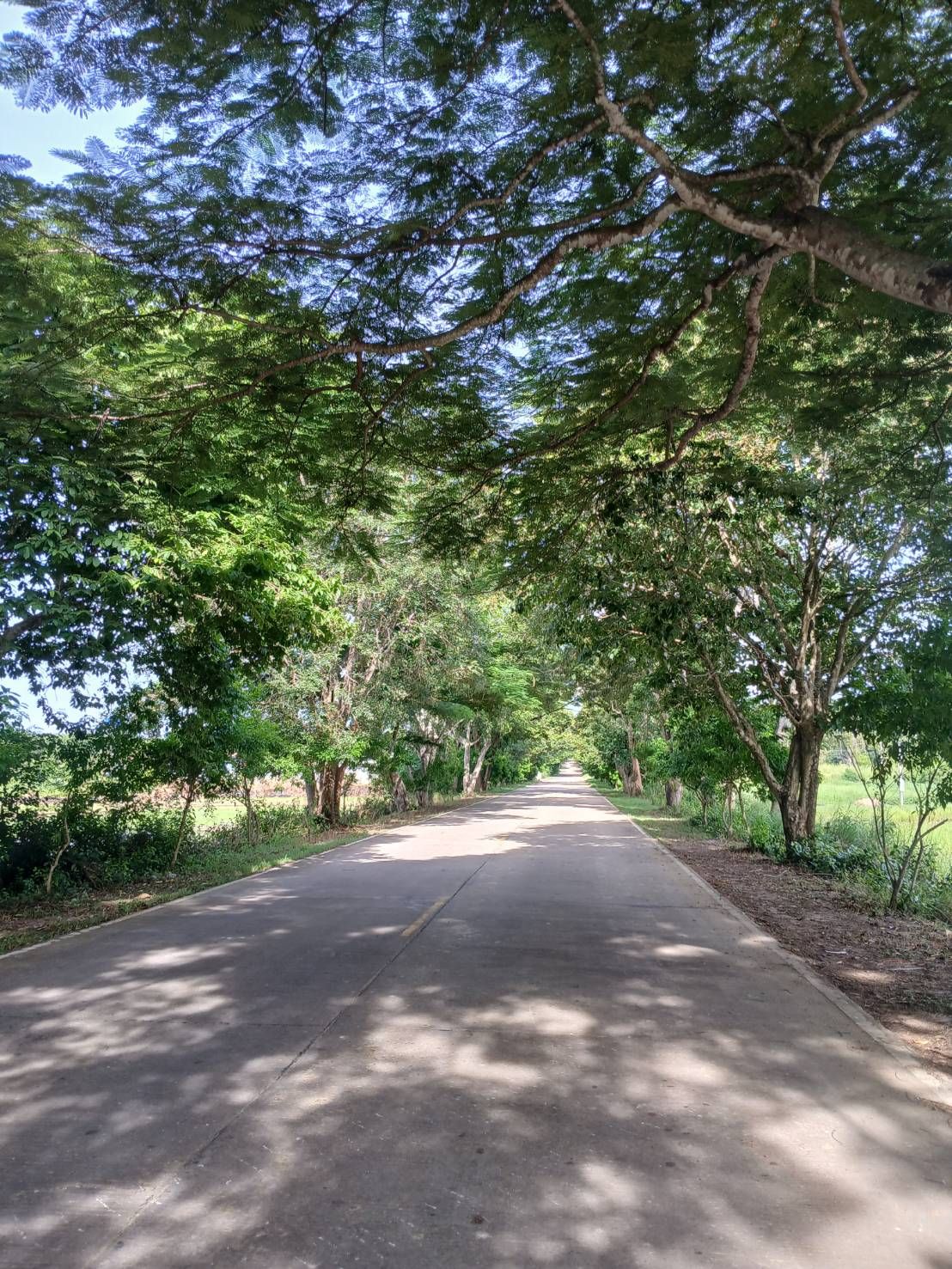 ขายที่ดินชลบุรี อำเภอเกาะจันทร์ ที่ดินทำเลสวย บรรยากาศดี เหมาะในการทำโฮมสเตย์ คาเฟ่ สวนผสม  ติดถนนอุโมงค์ต้นไม้ 6-1-64.2 ไร่.