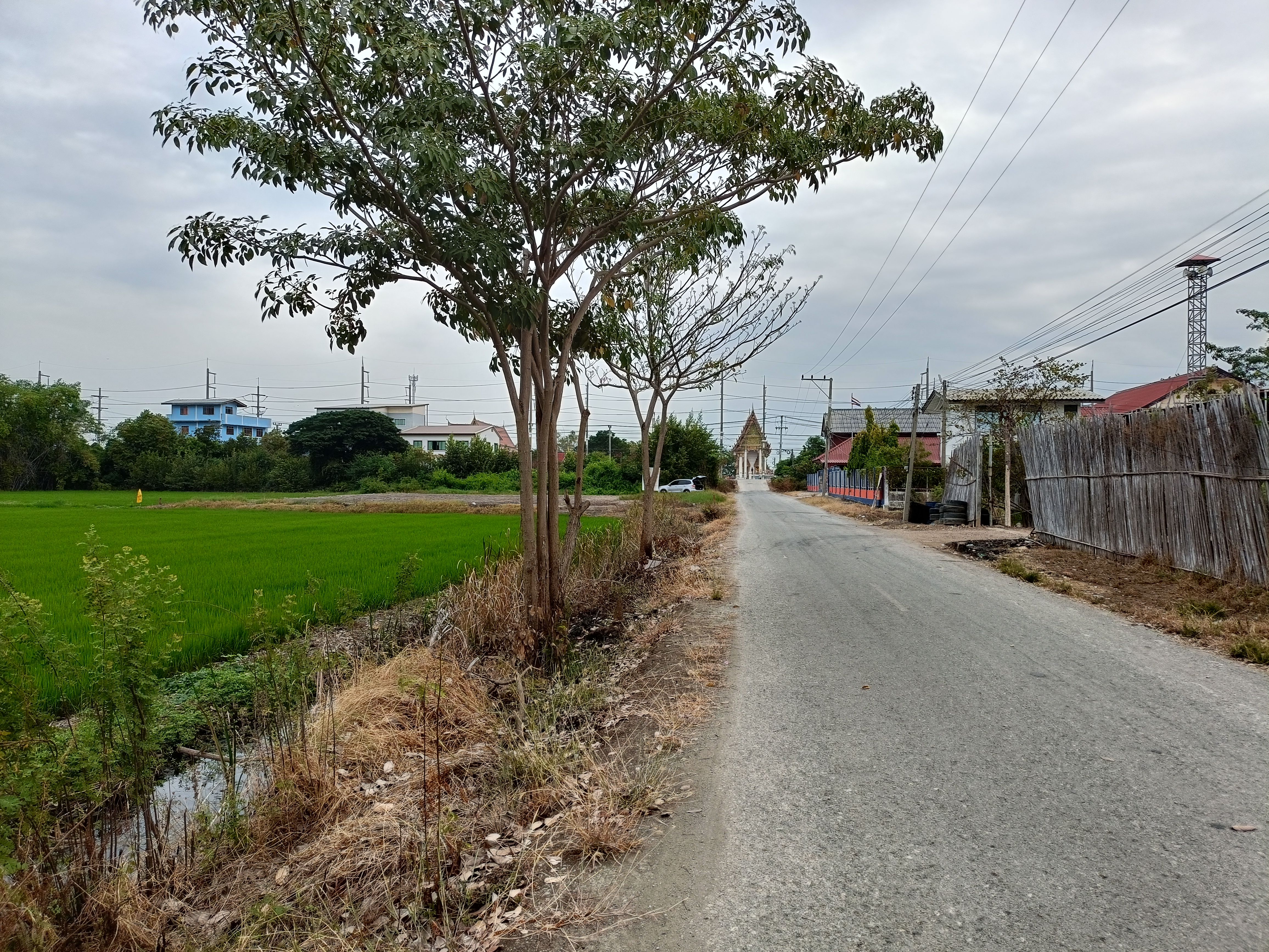 ขายที่ดิน ต.บางเลน อ.สองพี่น้อง จ.สพรรณบุรี