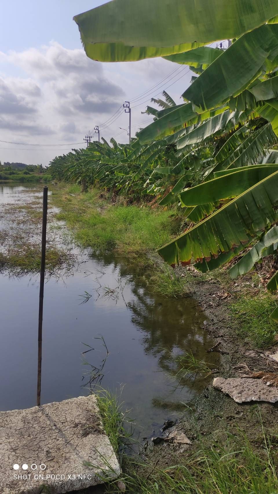 ขายที่ดิน บางเสาธง สมุทรปราการ ผังเมืองสีเหลือง