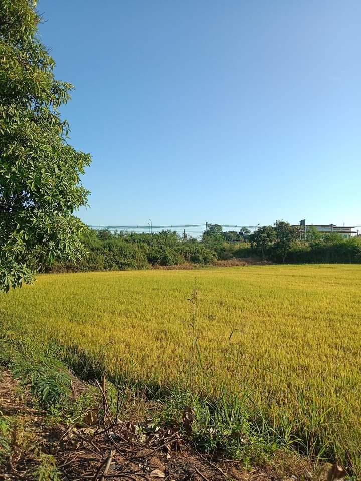 ขายที่ดินสุโขทัย สวรรคโลก 3-0-27