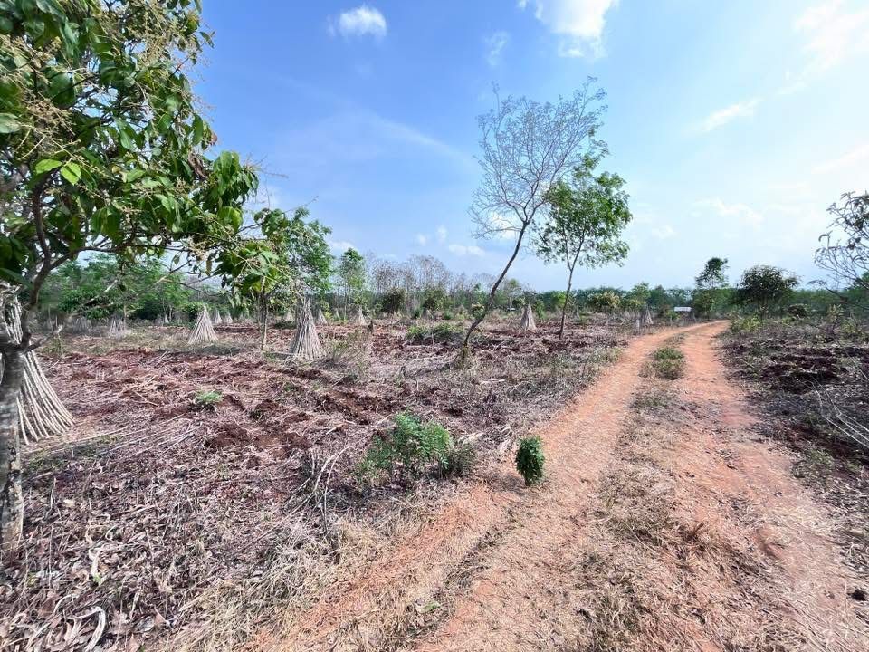 ขายที่ดินกาญจนบุรี ทองผาภูมิ 2 ไร่