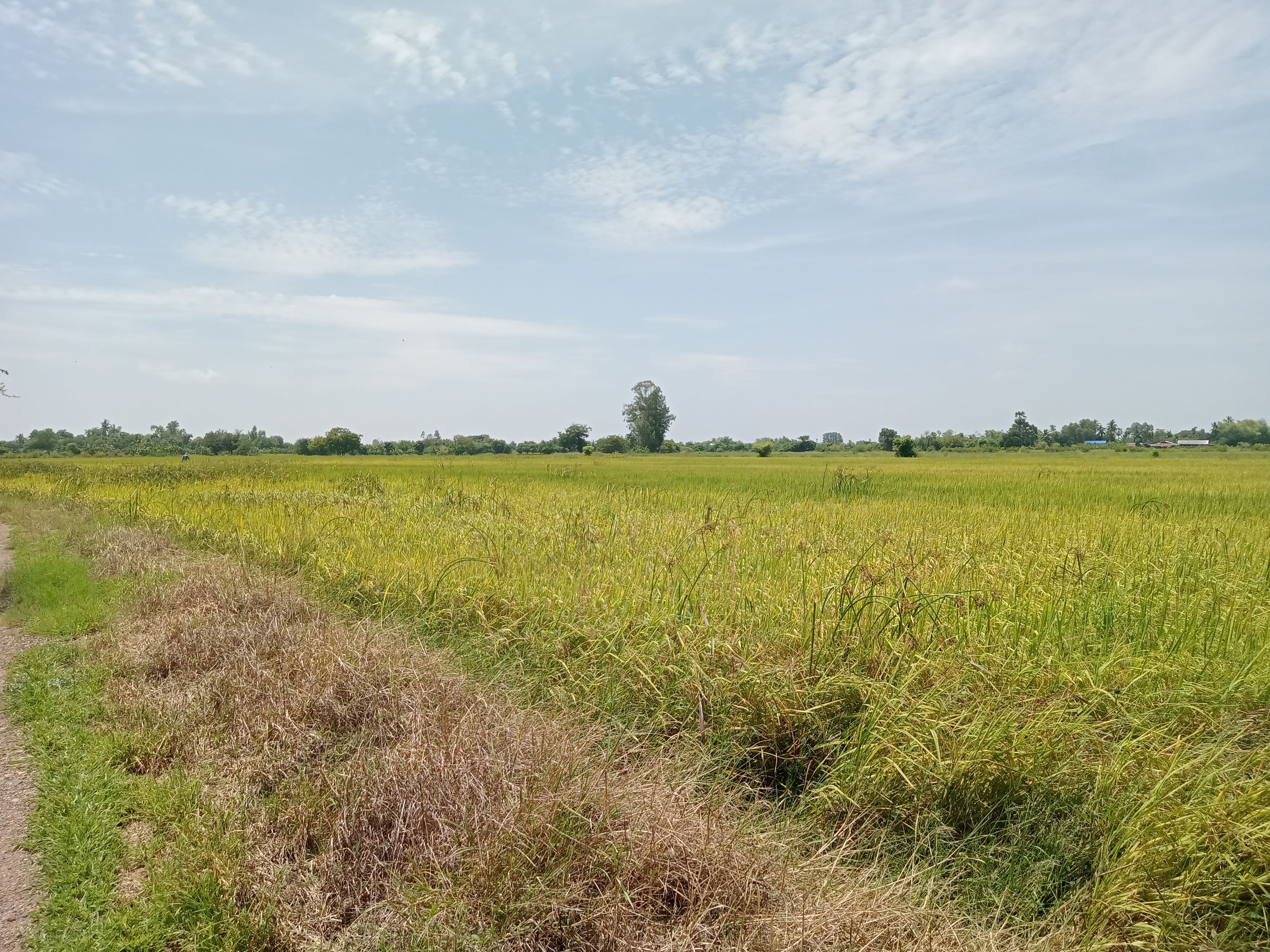 ขายที่ดินอ่างทอง อำเภอสามโก้