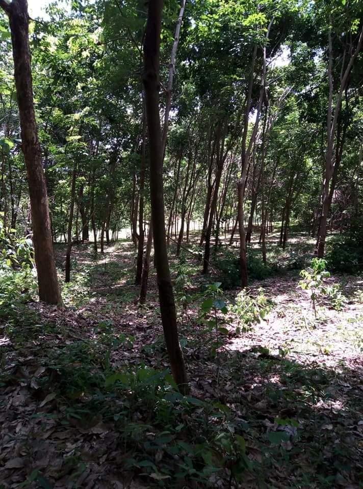 ที่ดินพร้อมสวนยางพาราและสวนสัก อุตรดิตถ์ 2-3-49