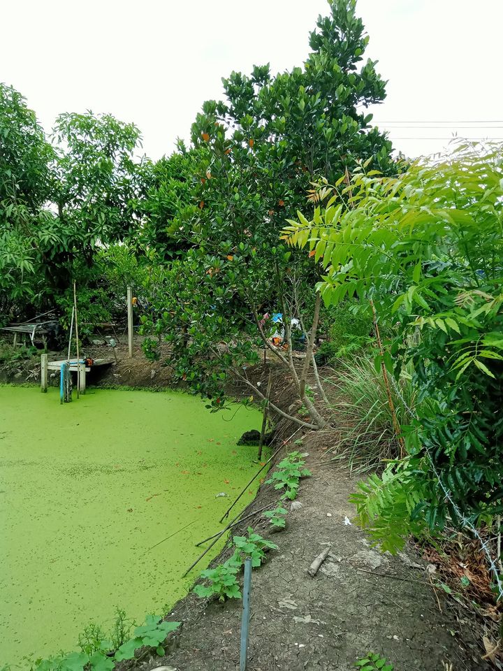 ขายที่ดินสมุทรสงคราม บางคนที 1งาน