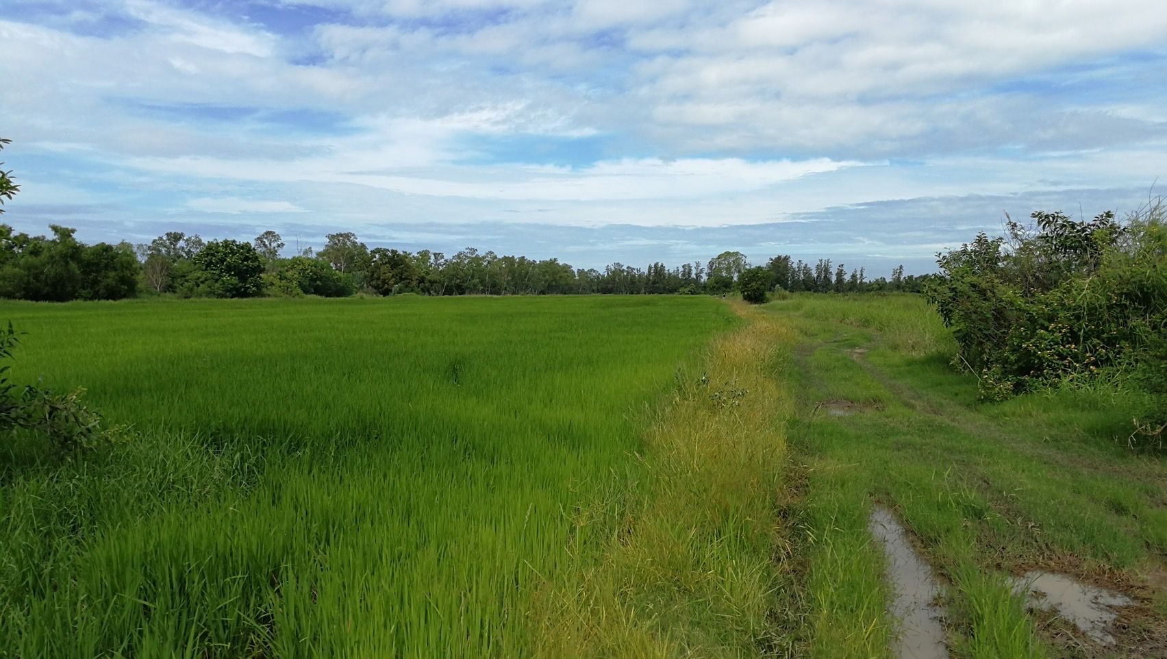 ขายที่ดินอยุธยาฯ ใกล้ โรงแรมจันทร์ผารีสอร์ท บางปะอิน 45-3-40 ไร่.