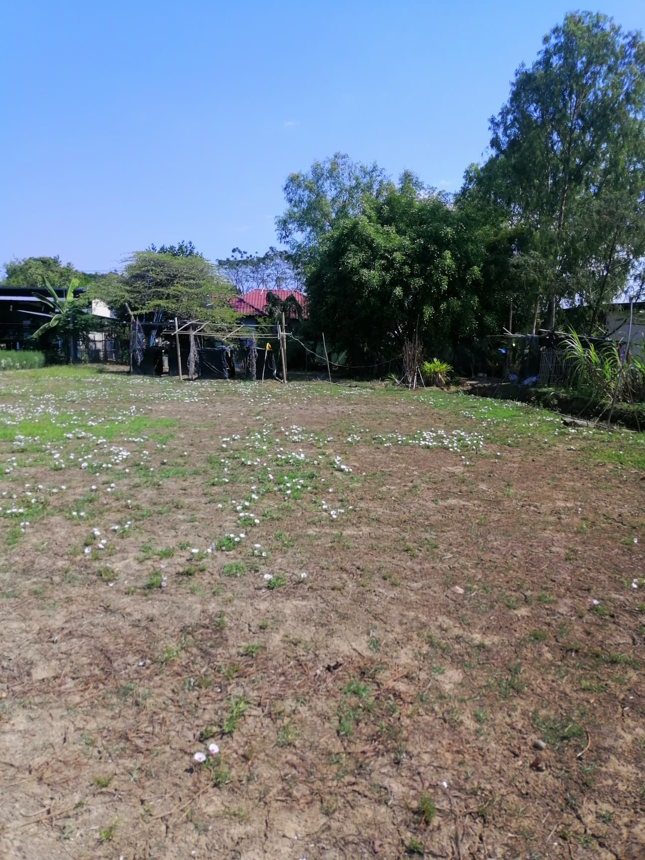 ที่ดินเปล่า บ้านดอนตัน​ เหมืองแก้วแม่ริม 1-1-82 ตร.ว.